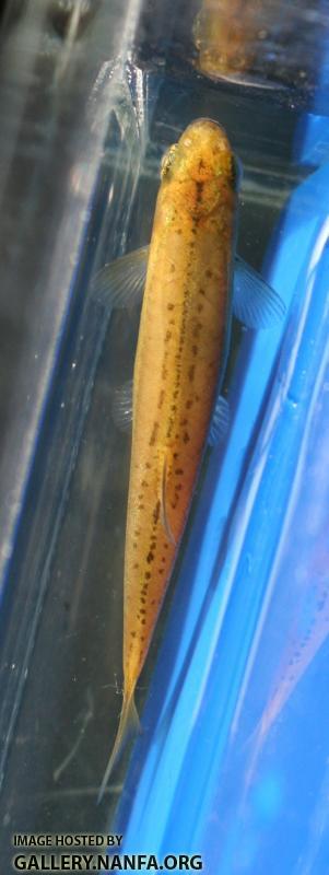 Northern Redbelly Dace