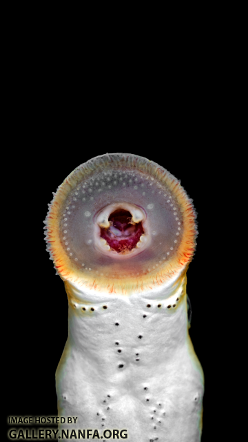 Lampetra-aepyptera-oral-disk