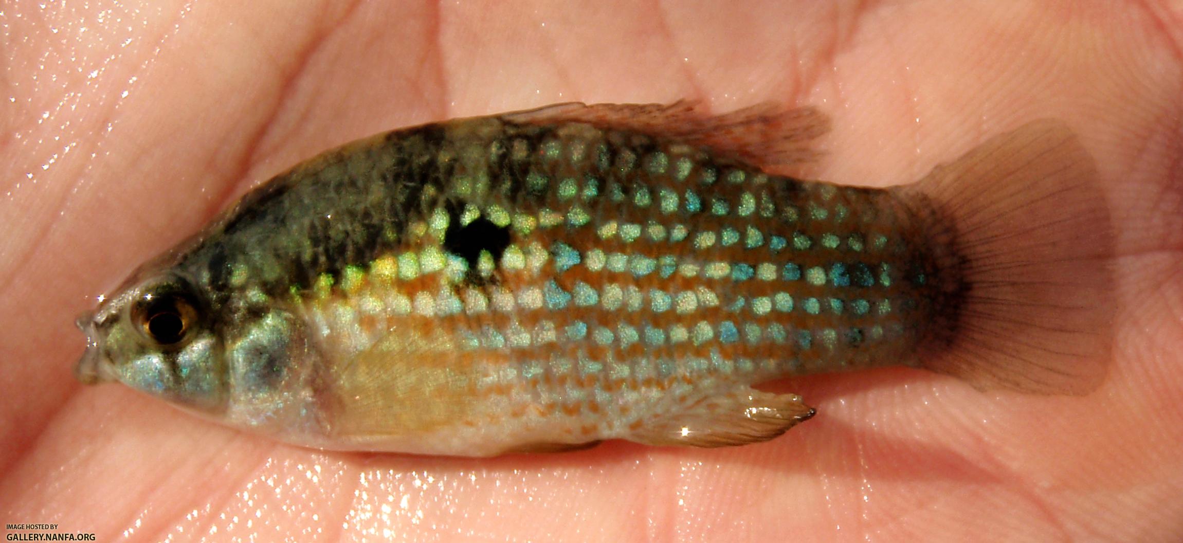 Florida Flagfish