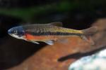Nuptial male rosyside dace