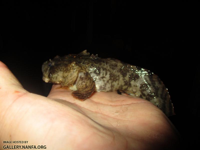 Oyster Toadfish