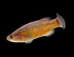 White River Springfish - Crenichthys baileyi