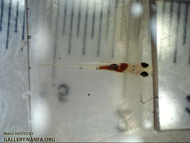 Coppernose Larvae 9 day post exodus 2017 SEP 4